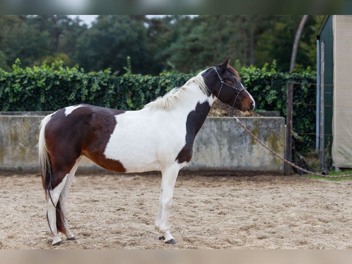 KWPN Stute 4 Jahre 153 cm Schecke in Drunen