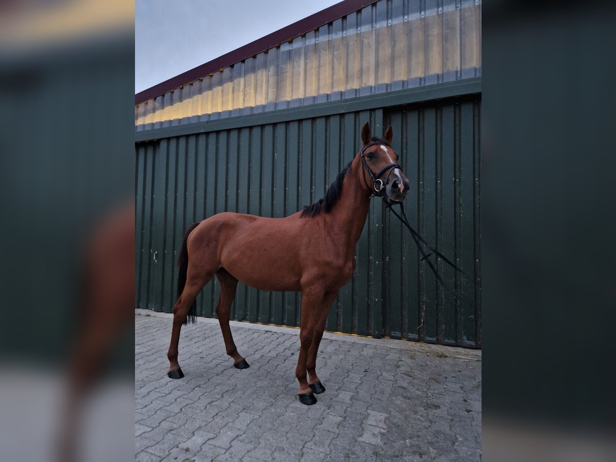 KWPN Stute 4 Jahre 160 cm Dunkelfuchs in Bürstadt KWPN Stute 4 Jahre 160 cm Dunkelfuchs in Bürstadt