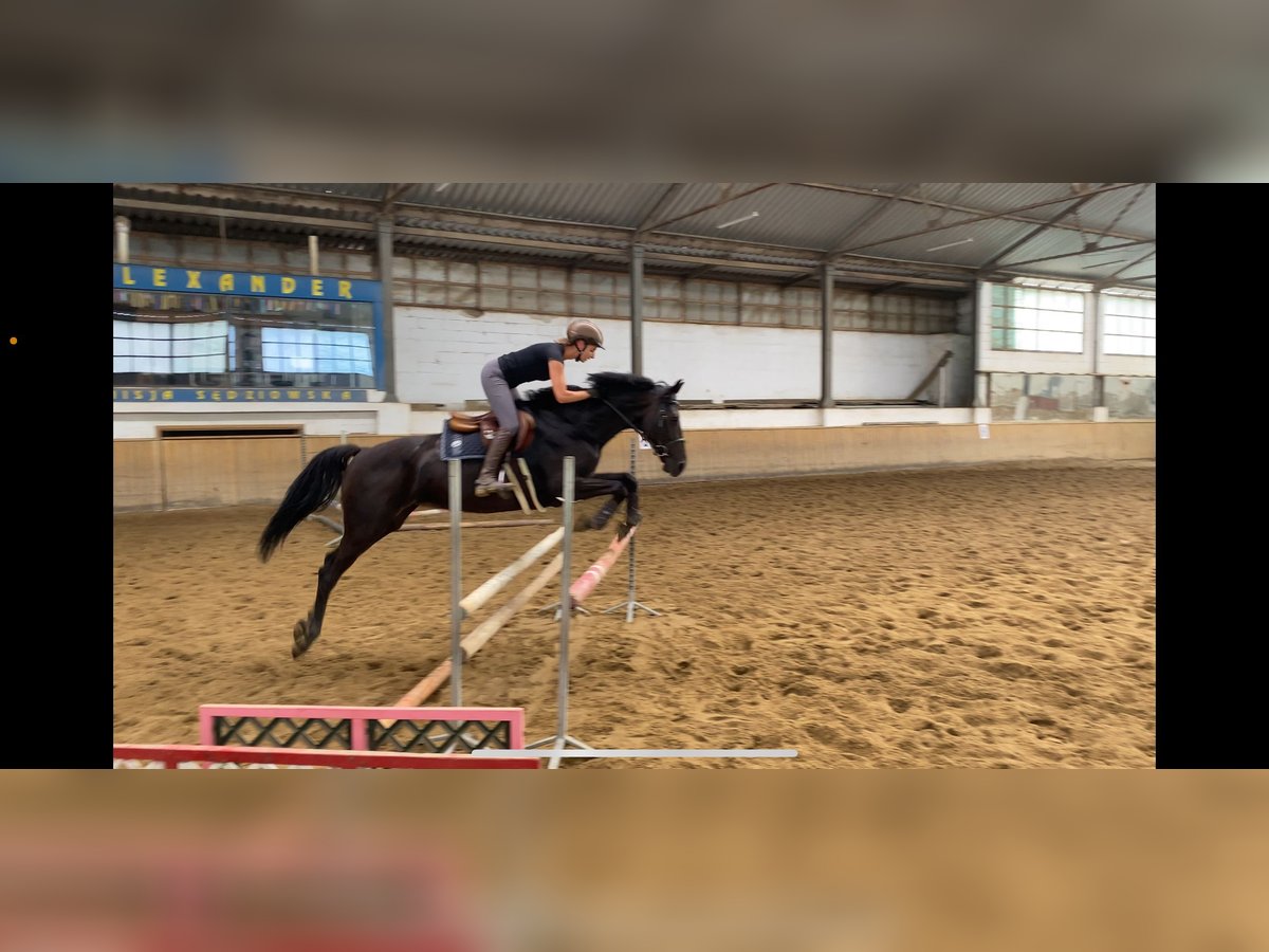 KWPN Stute 4 Jahre 163 cm Schwarzbrauner in dys