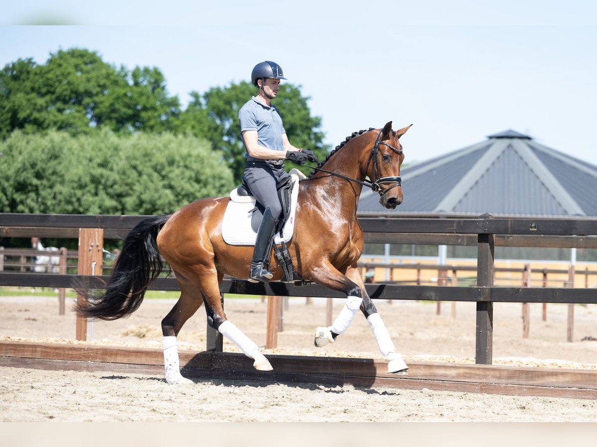 KWPN Stute 4 Jahre 165 cm Brauner in Lunteren