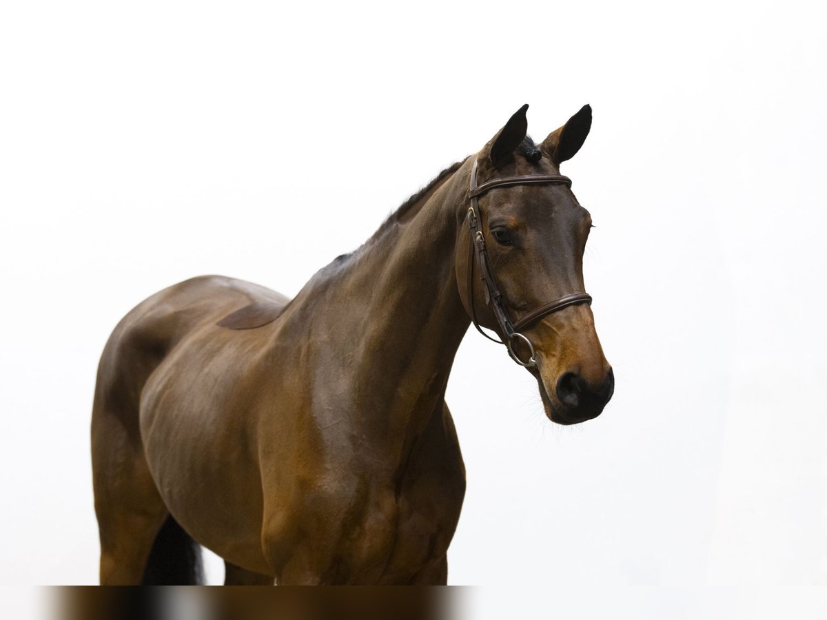 KWPN Stute 4 Jahre 166 cm Brauner in Waddinxveen