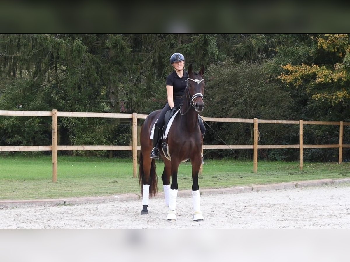 KWPN Stute 4 Jahre 166 cm Dunkelbrauner in Hanau KWPN Stute 4 Jahre 166 cm Dunkelbrauner in Hanau