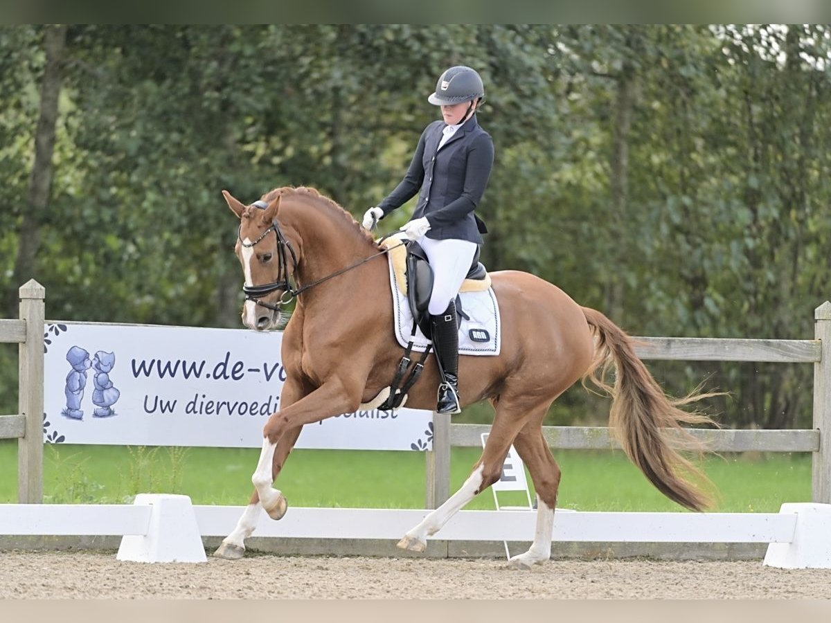 KWPN Stute 4 Jahre 166 cm Fuchs in de Lutte