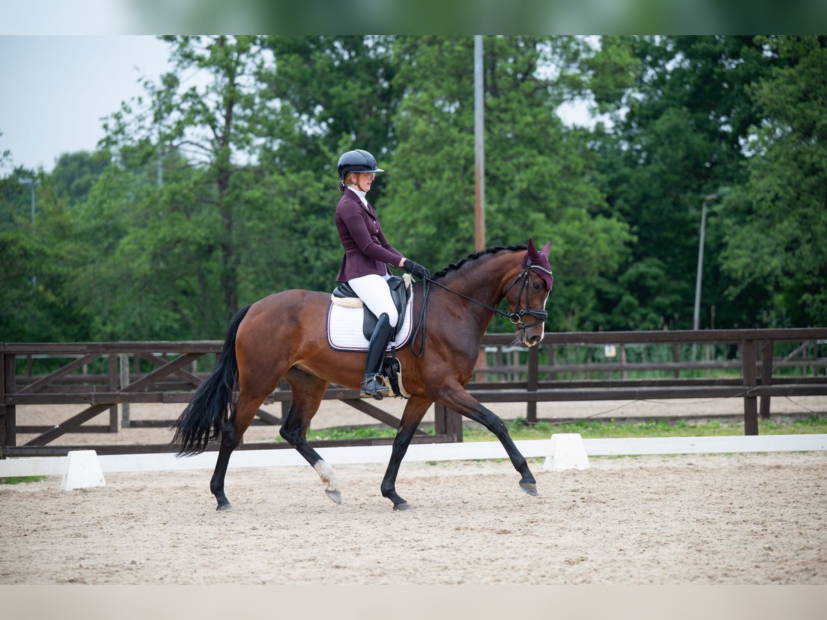 KWPN Stute 4 Jahre 167 cm Brauner in Hardenberg