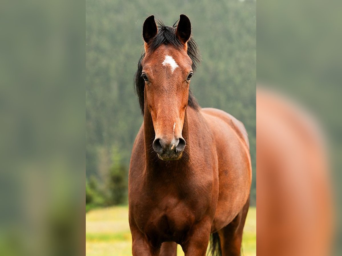 KWPN Stute 4 Jahre 167 cm Brauner in Sankt Vith