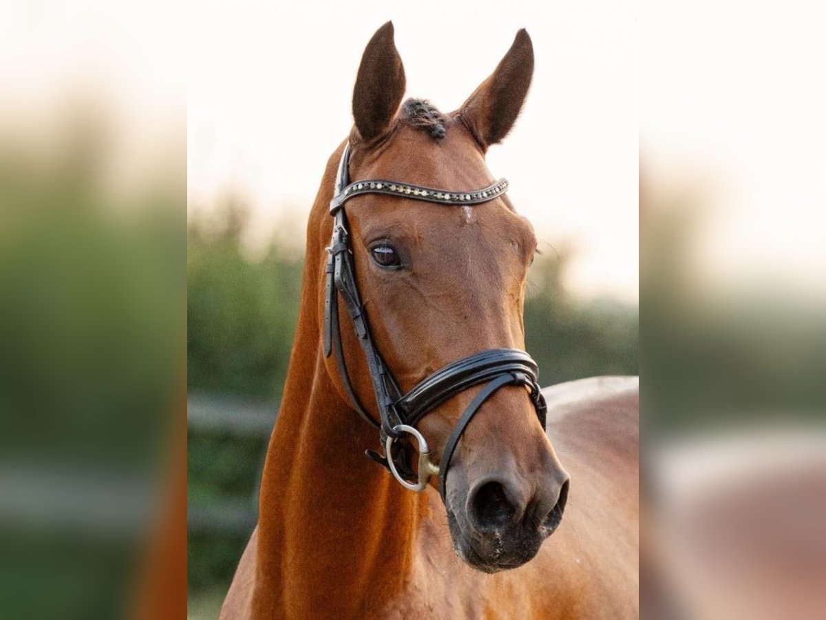 KWPN Stute 4 Jahre 167 cm Brauner in Burgh-Haamstede