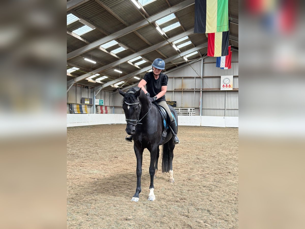 KWPN Stute 4 Jahre 167 cm Rappe in Oijen