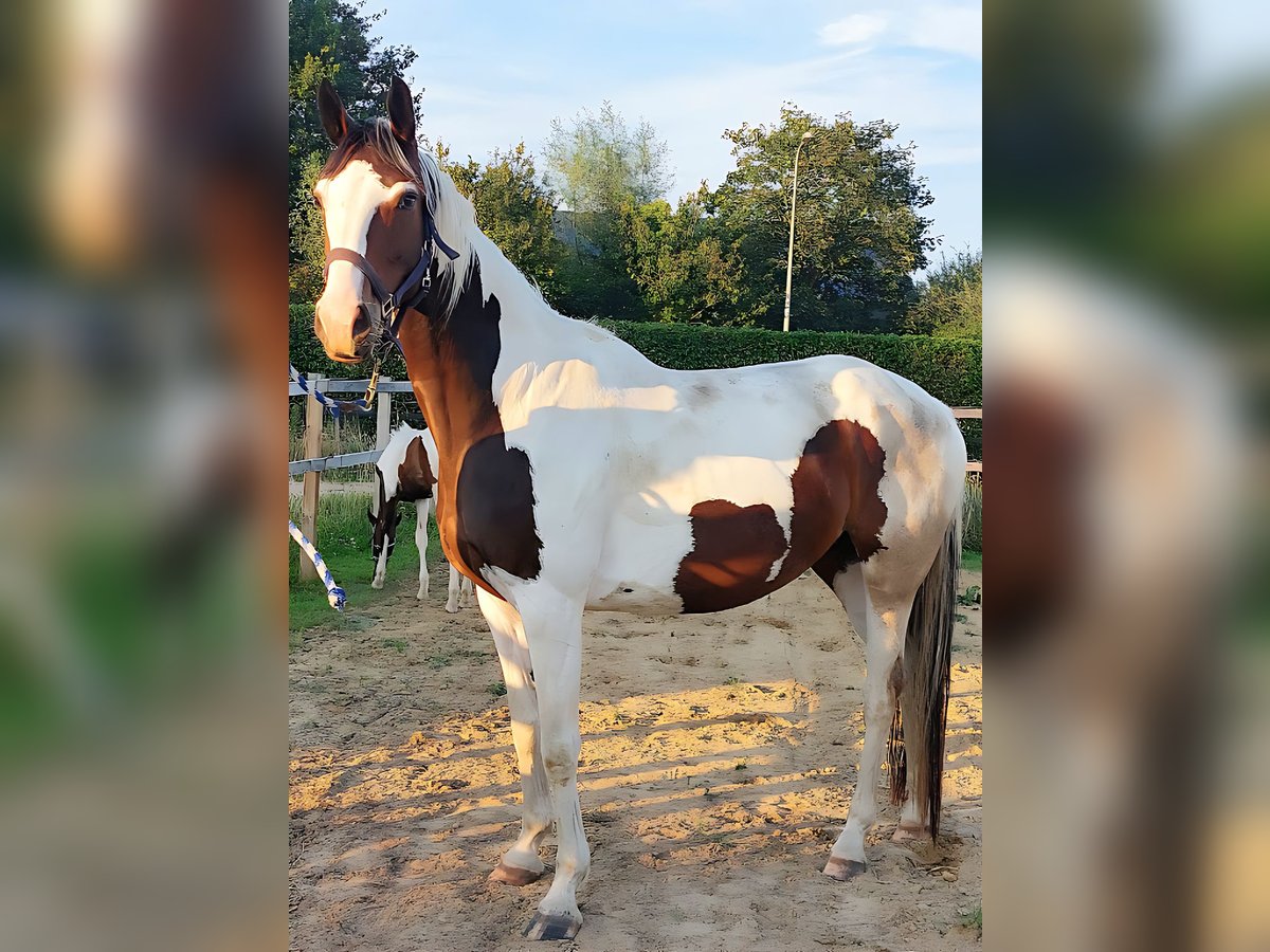 KWPN Stute 4 Jahre 167 cm Schecke in De Heurne