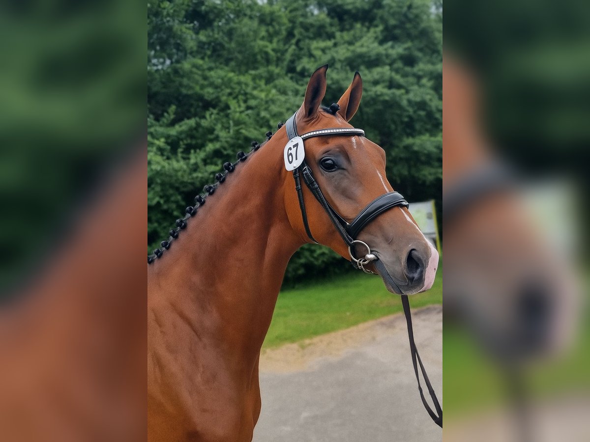 KWPN Stute 4 Jahre 168 cm Brauner in Diever KWPN Stute 4 Jahre 168 cm Brauner in Diever