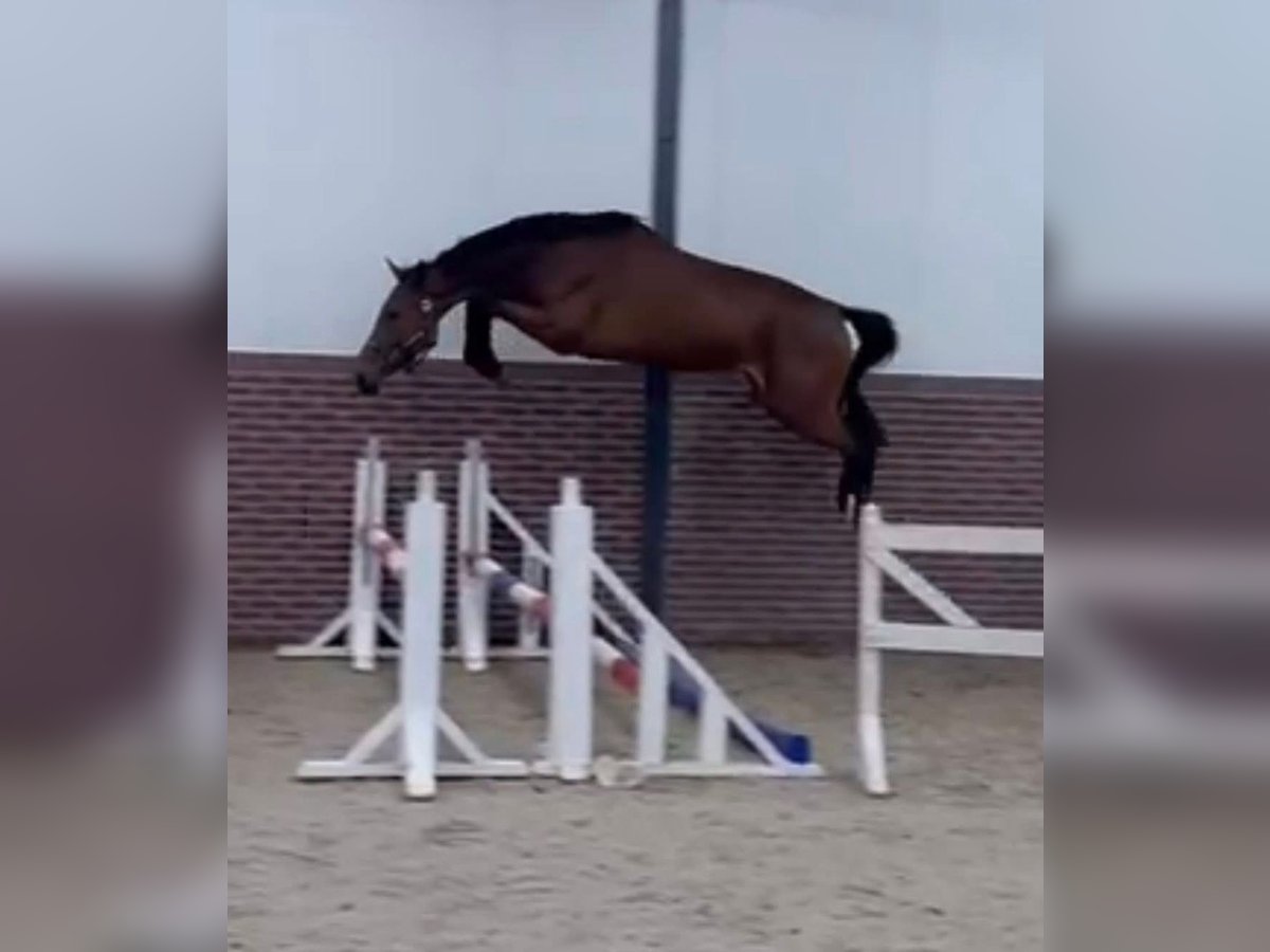 KWPN Stute 4 Jahre 168 cm Brauner in Murska Soboda