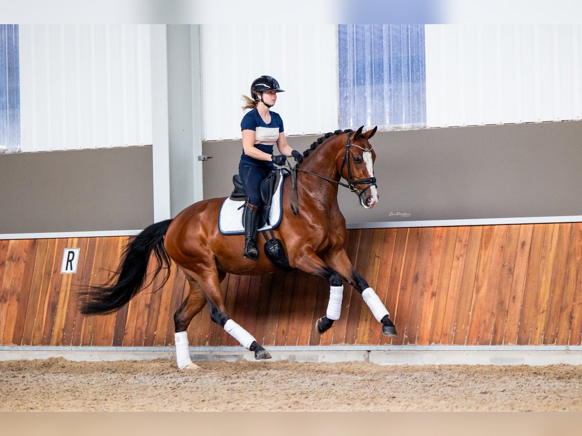 KWPN Stute 4 Jahre 169 cm Brauner in Andijk