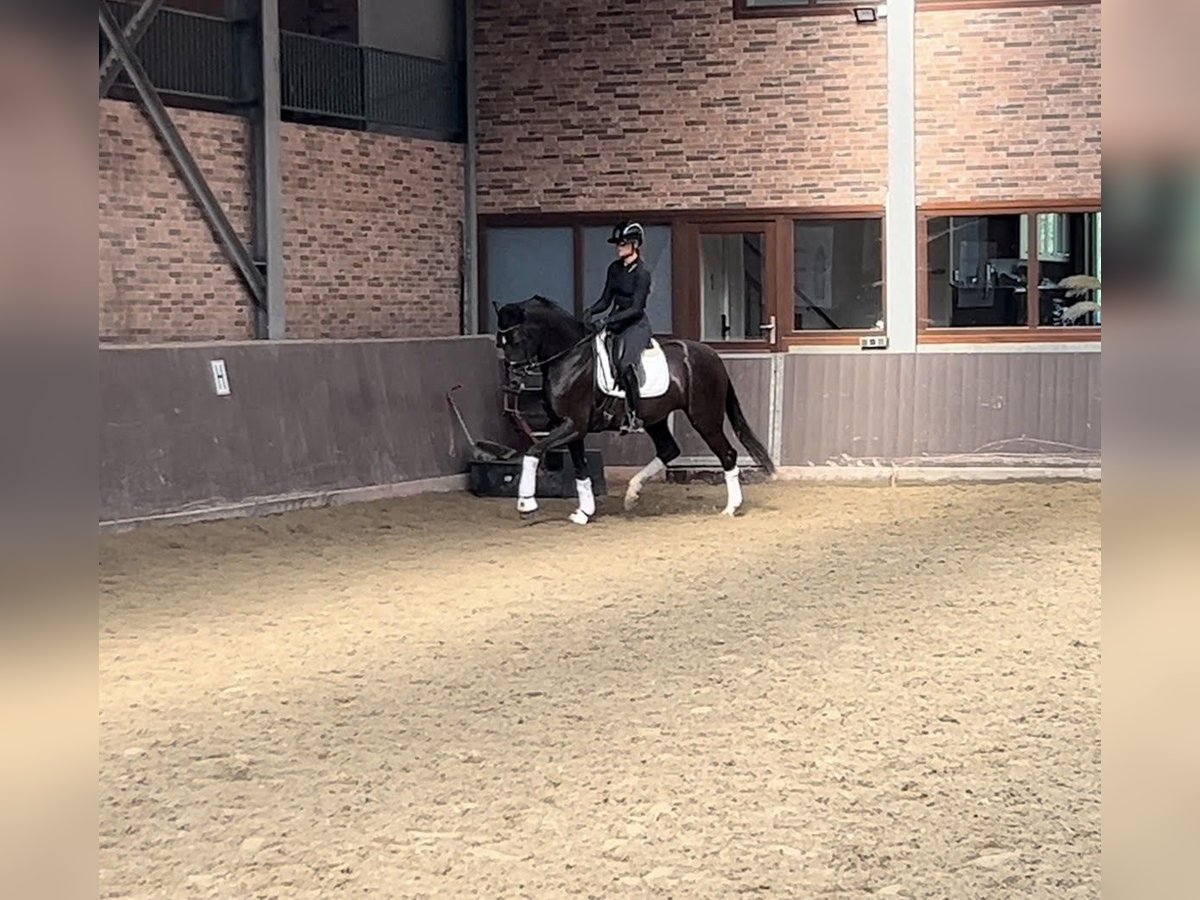 KWPN Stute 4 Jahre 170 cm Rappe in Purmerend KWPN Stute 4 Jahre 170 cm Rappe in Purmerend