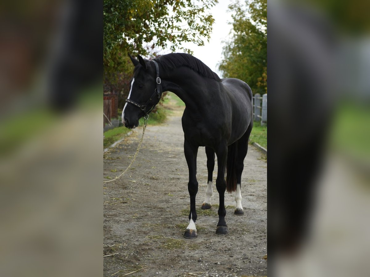 KWPN Stute 4 Jahre 170 cm Rappe in Murska Soboda