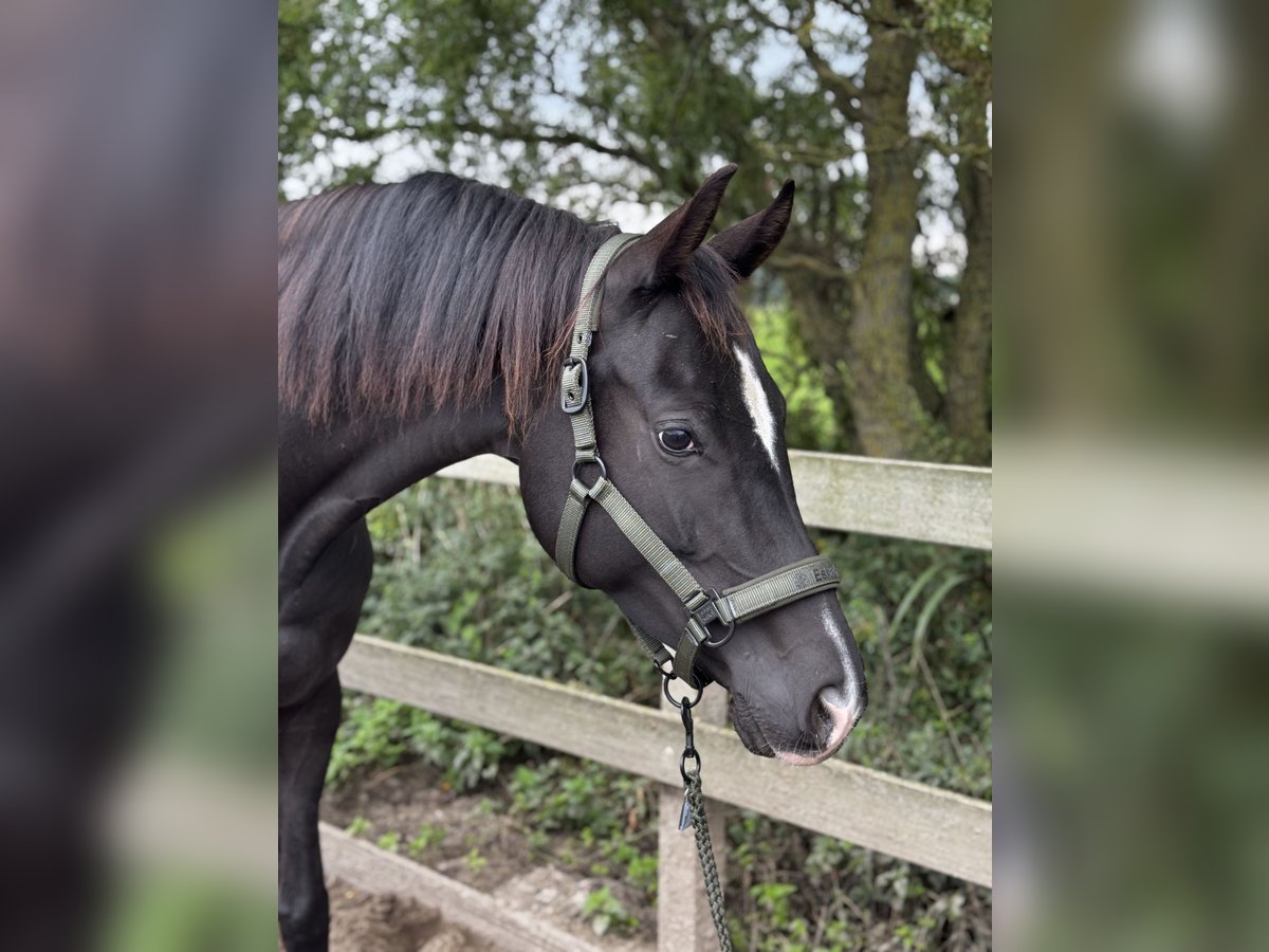 KWPN Stute 4 Jahre 170 cm Rappe in Uithoorn