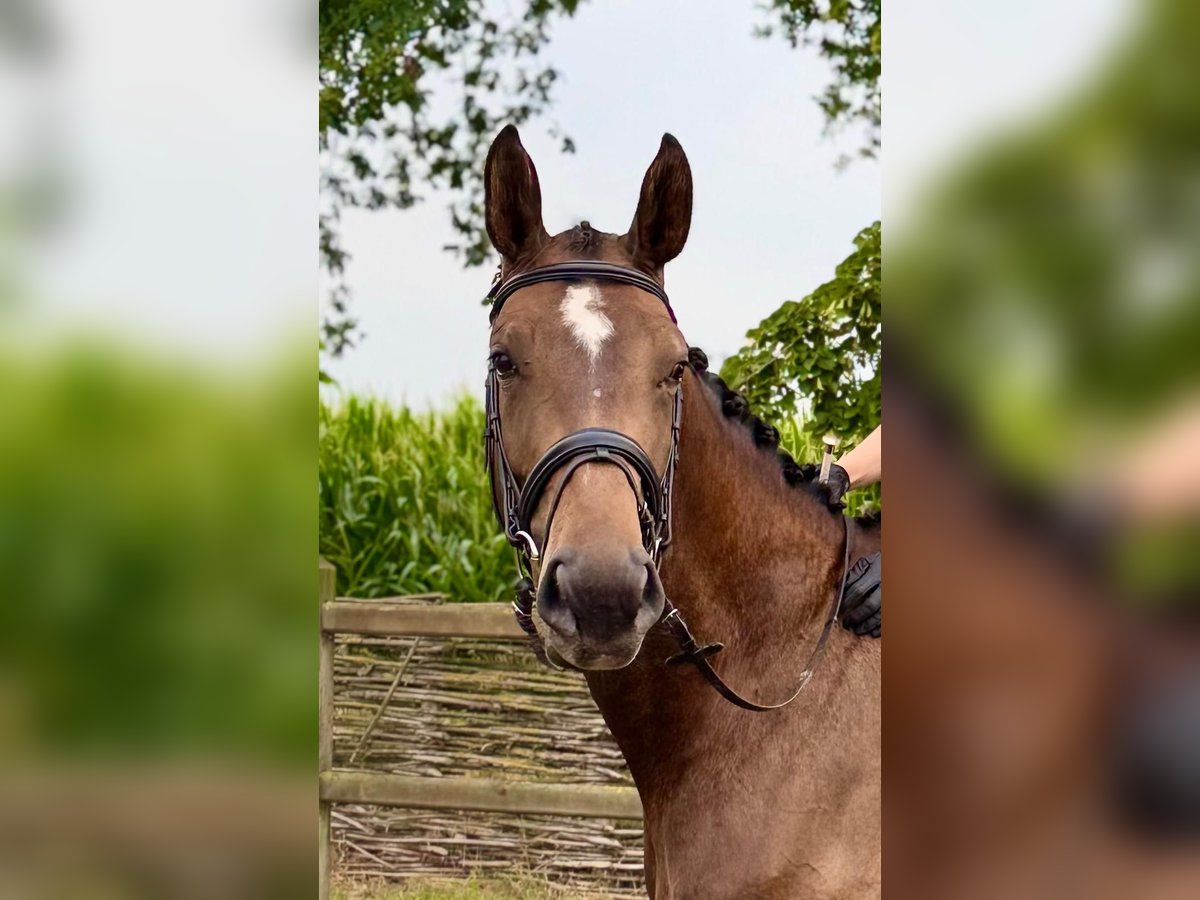 KWPN Stute 4 Jahre 172 cm Brauner in Lokeren