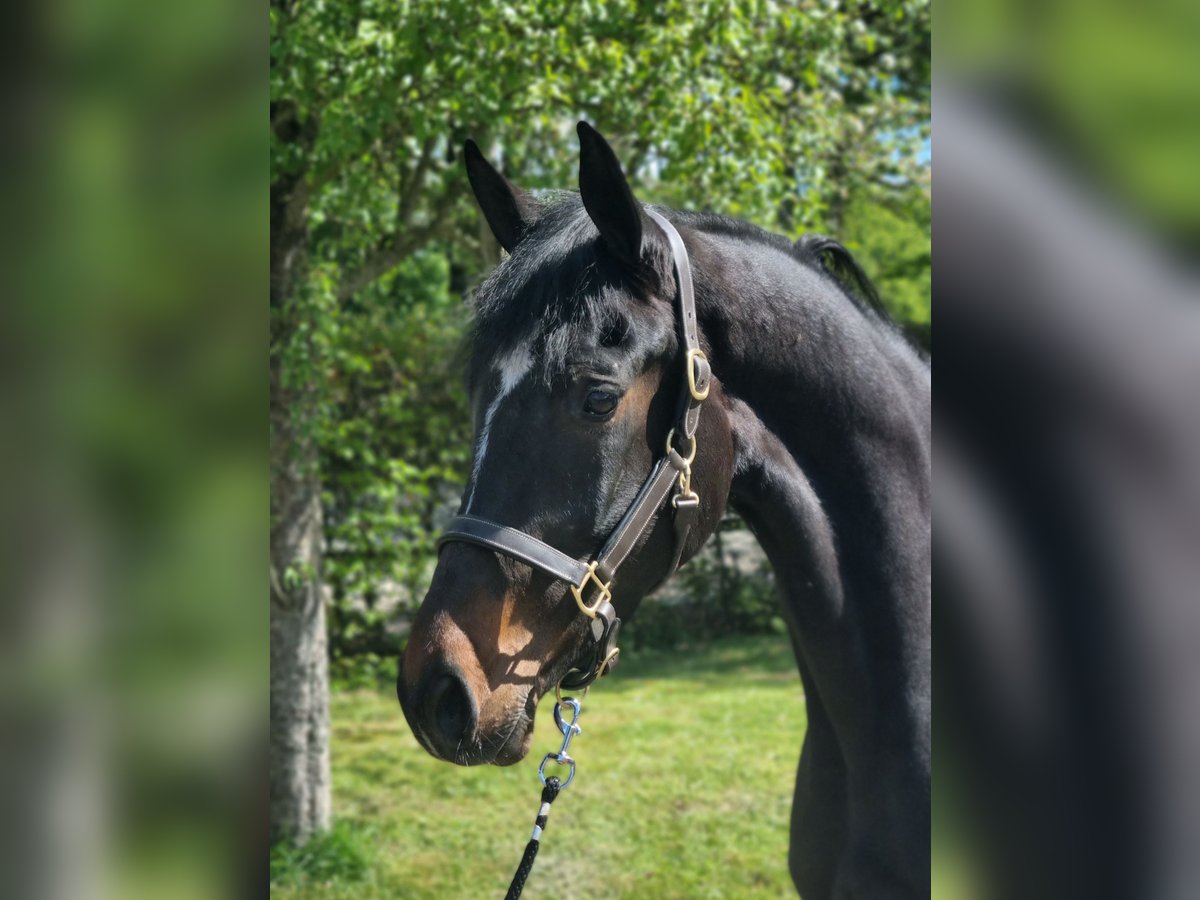 KWPN Stute 4 Jahre 172 cm Schwarzbrauner in Diever