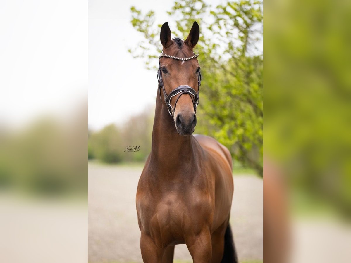 KWPN Stute 4 Jahre 176 cm Dunkelbrauner in Steggerda