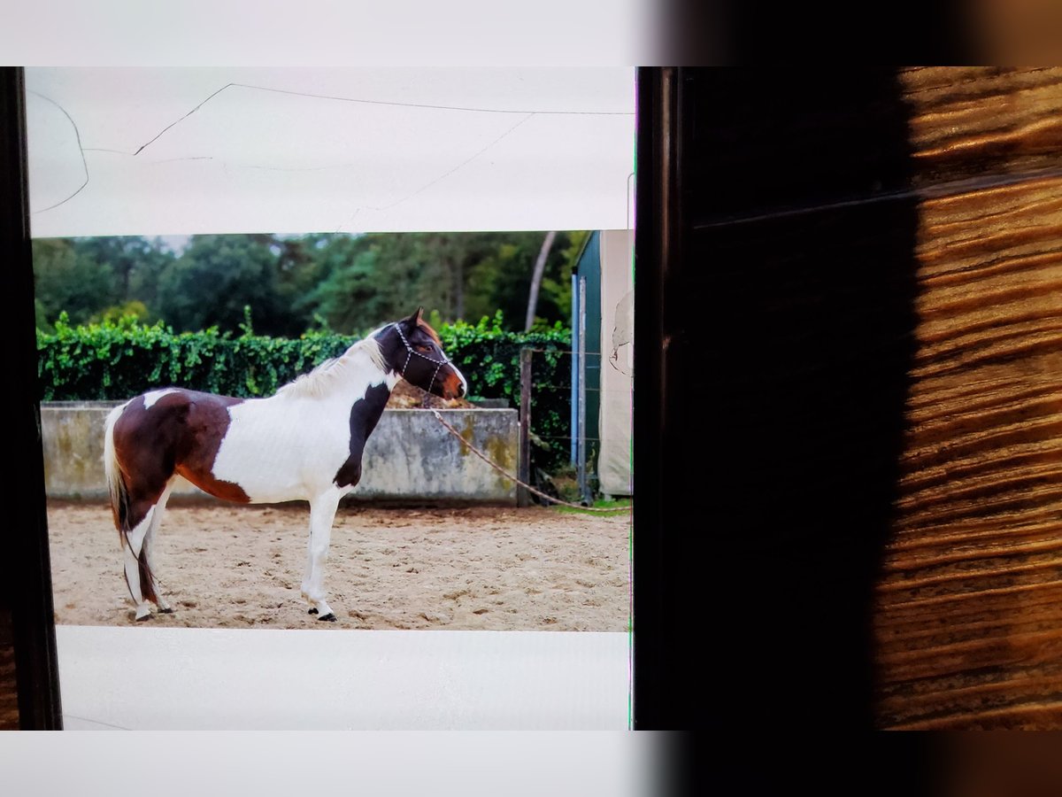 KWPN Stute 5 Jahre 153 cm Schecke in Loon op Zand