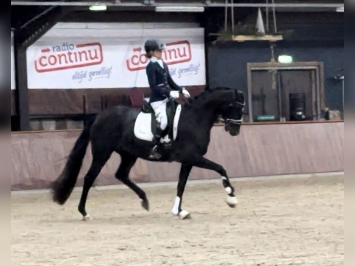 KWPN Stute 5 Jahre 163 cm Rappe in Nordhorn