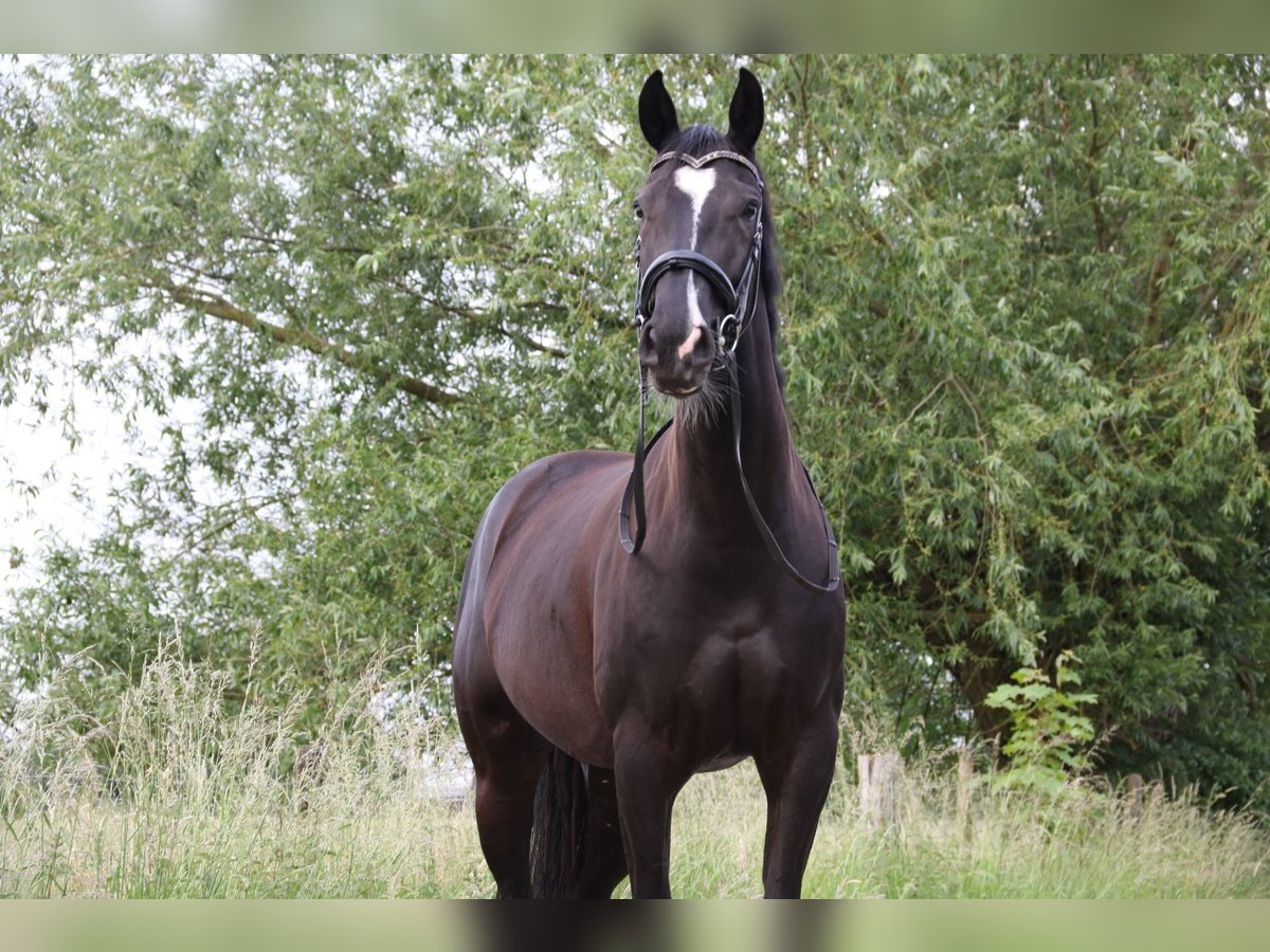 KWPN Stute 5 Jahre 163 cm Rappe in Margraten KWPN Stute 5 Jahre 163 cm Rappe in Margraten