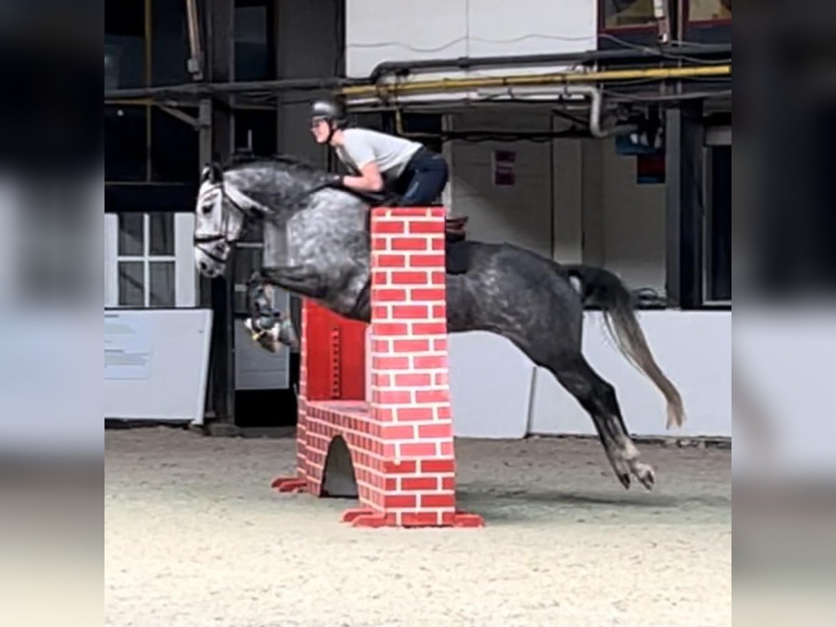 KWPN Stute 5 Jahre 163 cm Schimmel in Beilen