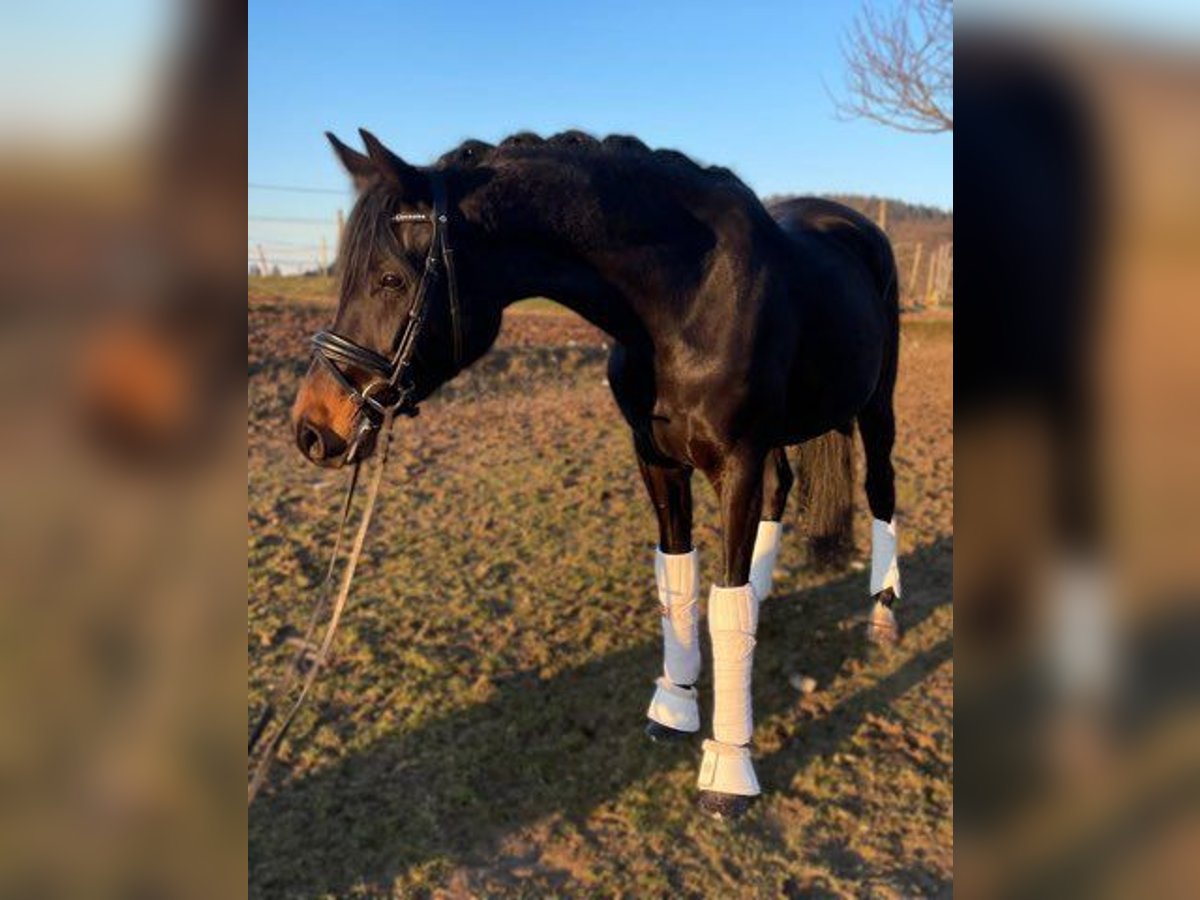 KWPN Stute 5 Jahre 164 cm Rappe in Au