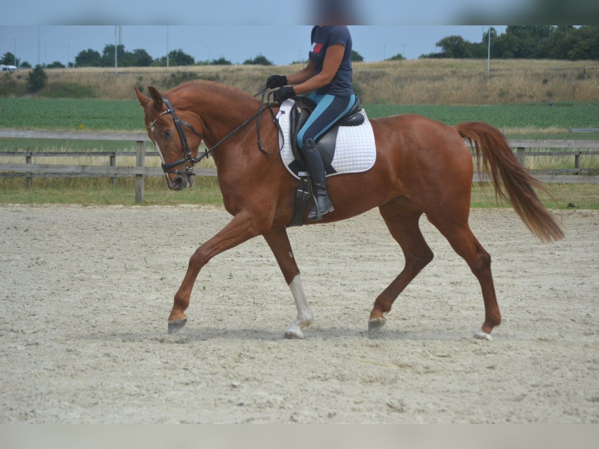KWPN Stute 5 Jahre 165 cm Fuchs in Breda