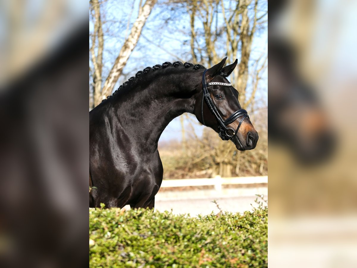 KWPN Stute 5 Jahre 165 cm Rappe in Groningen