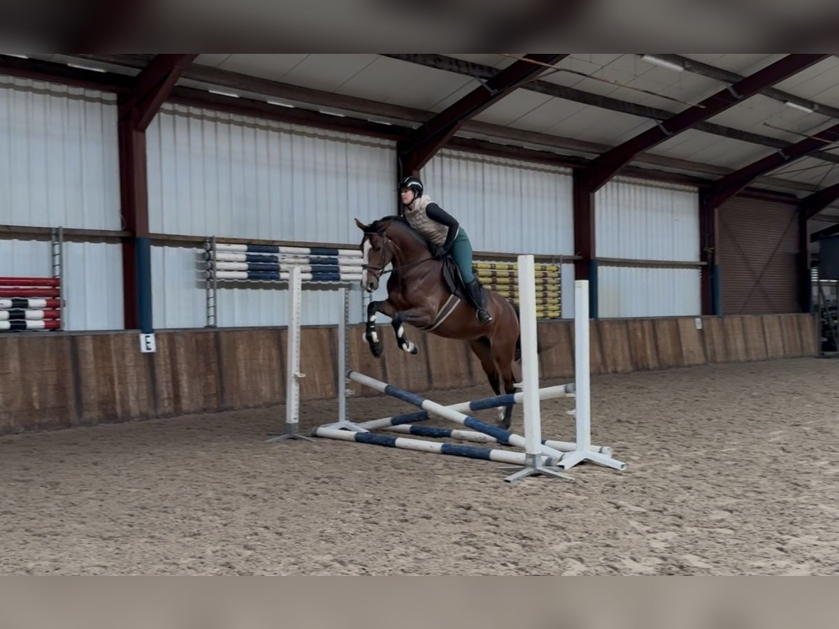 KWPN Stute 5 Jahre 166 cm Brauner in Oud Gastel