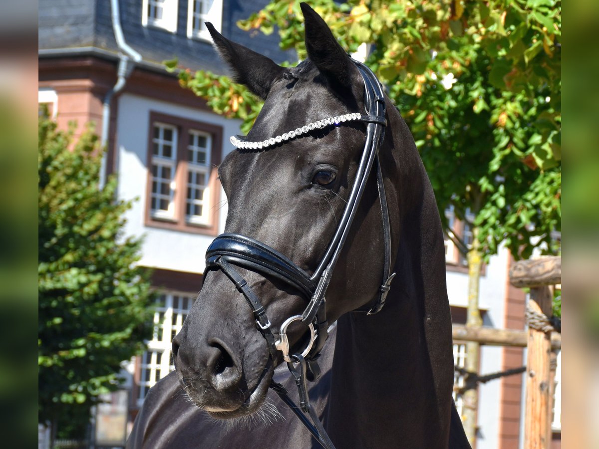 KWPN Stute 5 Jahre 166 cm Rappe in Neuss