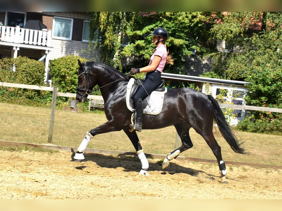 KWPN Stute 5 Jahre 166 cm Rappe in Neuss