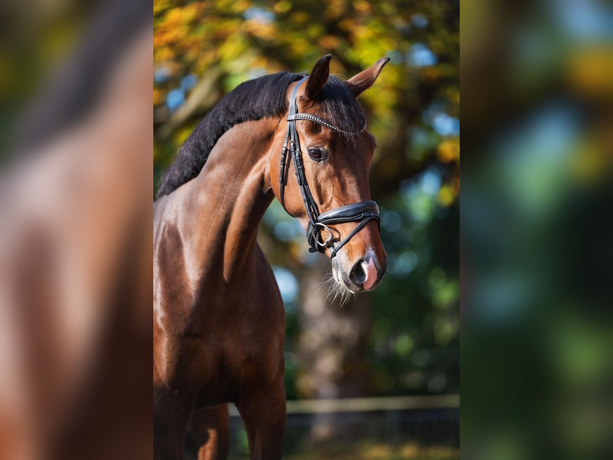 KWPN Stute 5 Jahre 167 cm Dunkelbrauner in Herpen