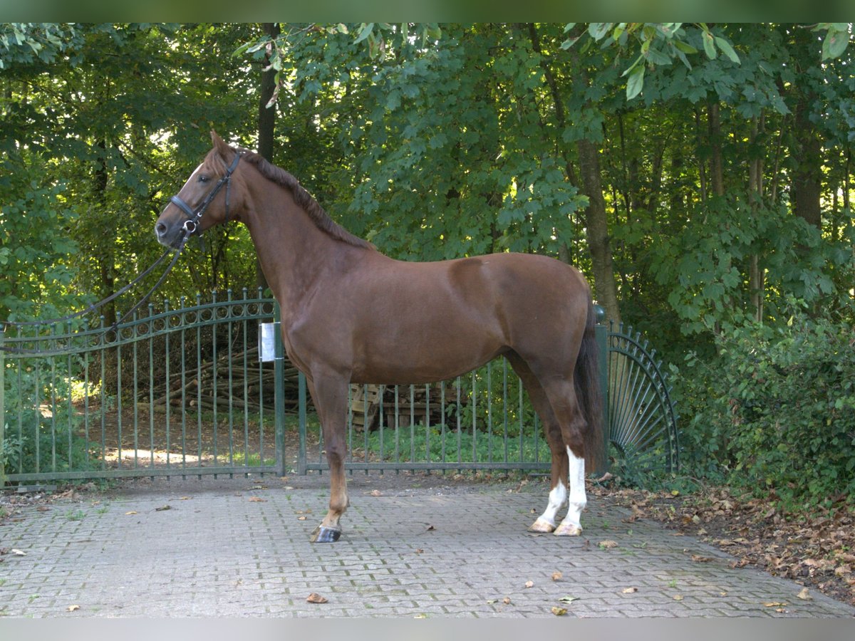 KWPN Stute 5 Jahre 167 cm Fuchs in Doornspijk