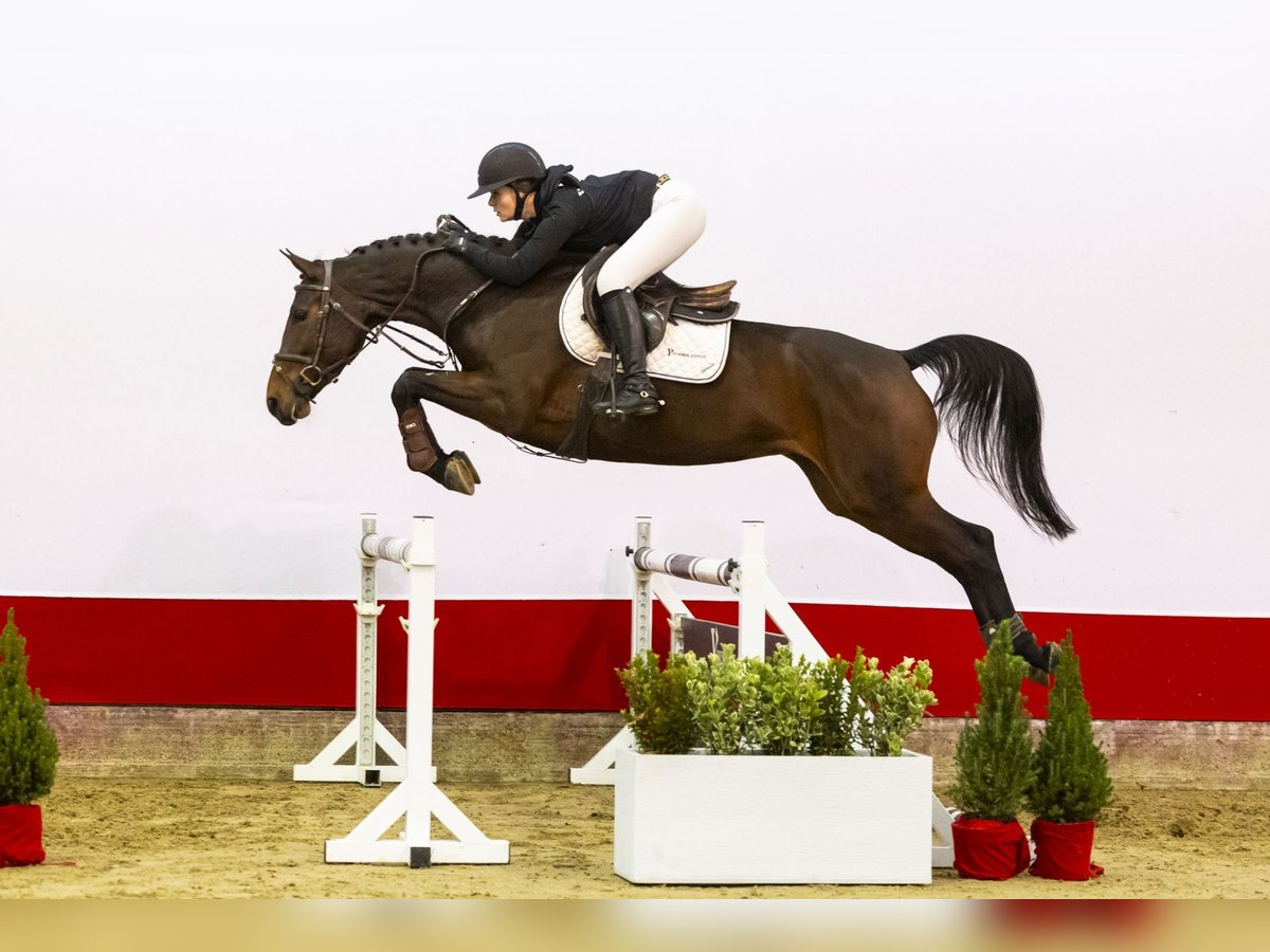 KWPN Stute 5 Jahre 168 cm Brauner in Waddinxveen