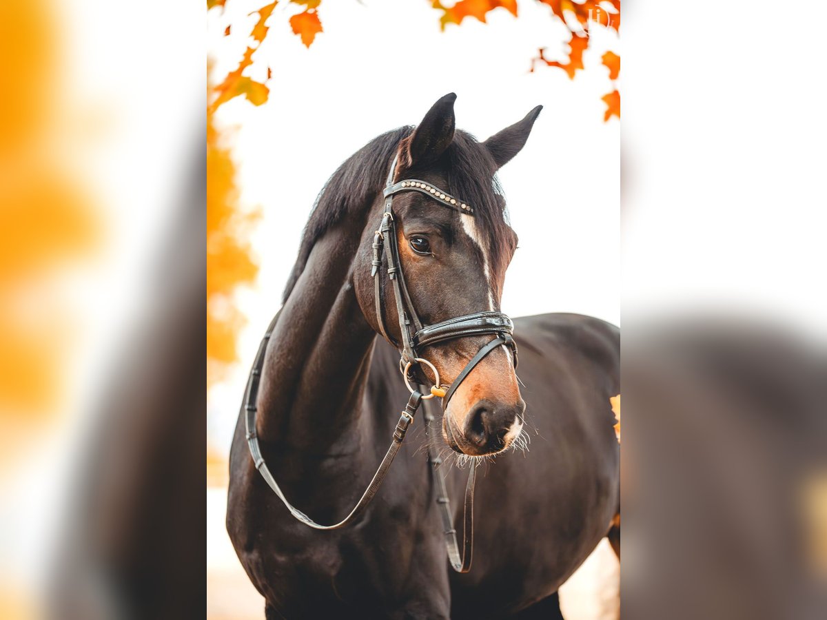 KWPN Stute 5 Jahre 168 cm Dunkelbrauner in St. Veit/Glan KWPN Stute 5 Jahre 168 cm Dunkelbrauner in St. Veit/Glan