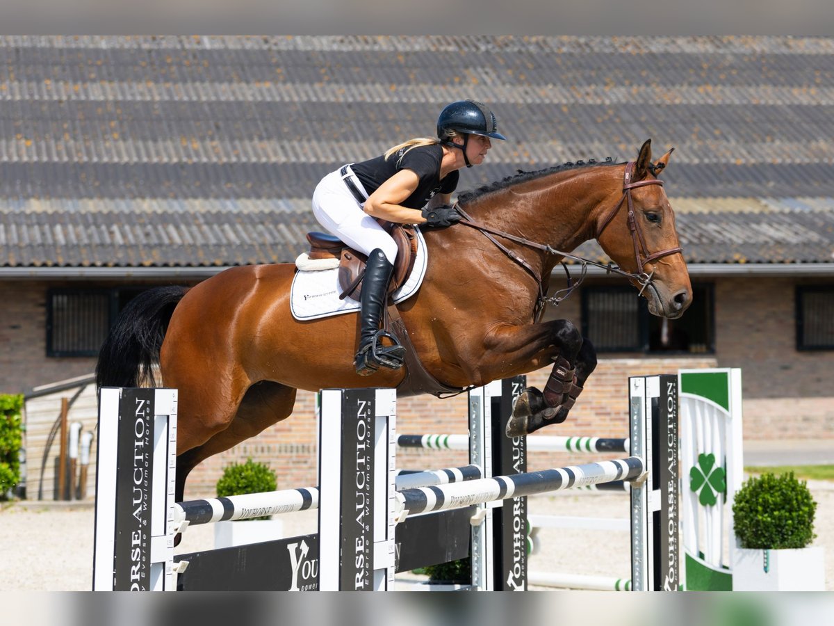 KWPN Stute 5 Jahre 169 cm Brauner in Waddinxveen