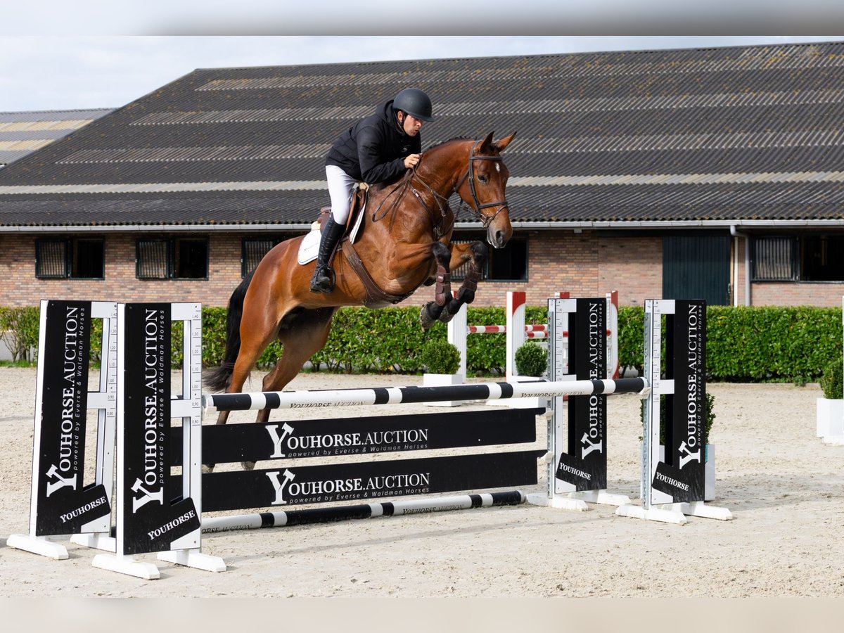 KWPN Stute 5 Jahre 170 cm Brauner in Waddinxveen