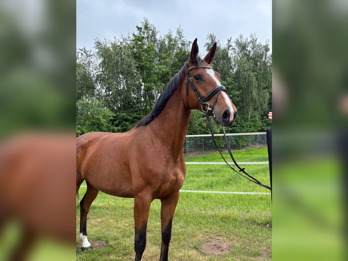 KWPN Stute 5 Jahre 170 cm Hellbrauner in Heinsberg