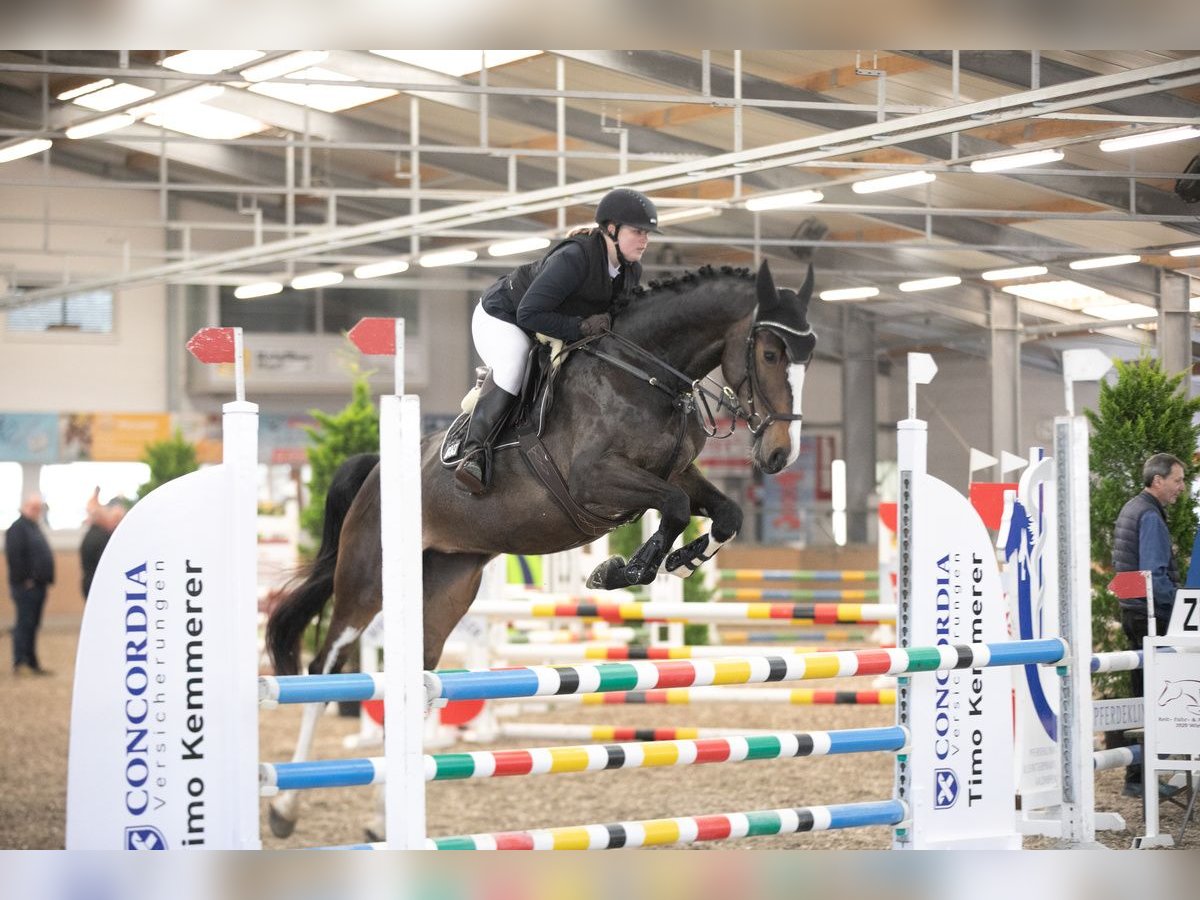 KWPN Stute 5 Jahre 174 cm Dunkelbrauner in Wiernsheim