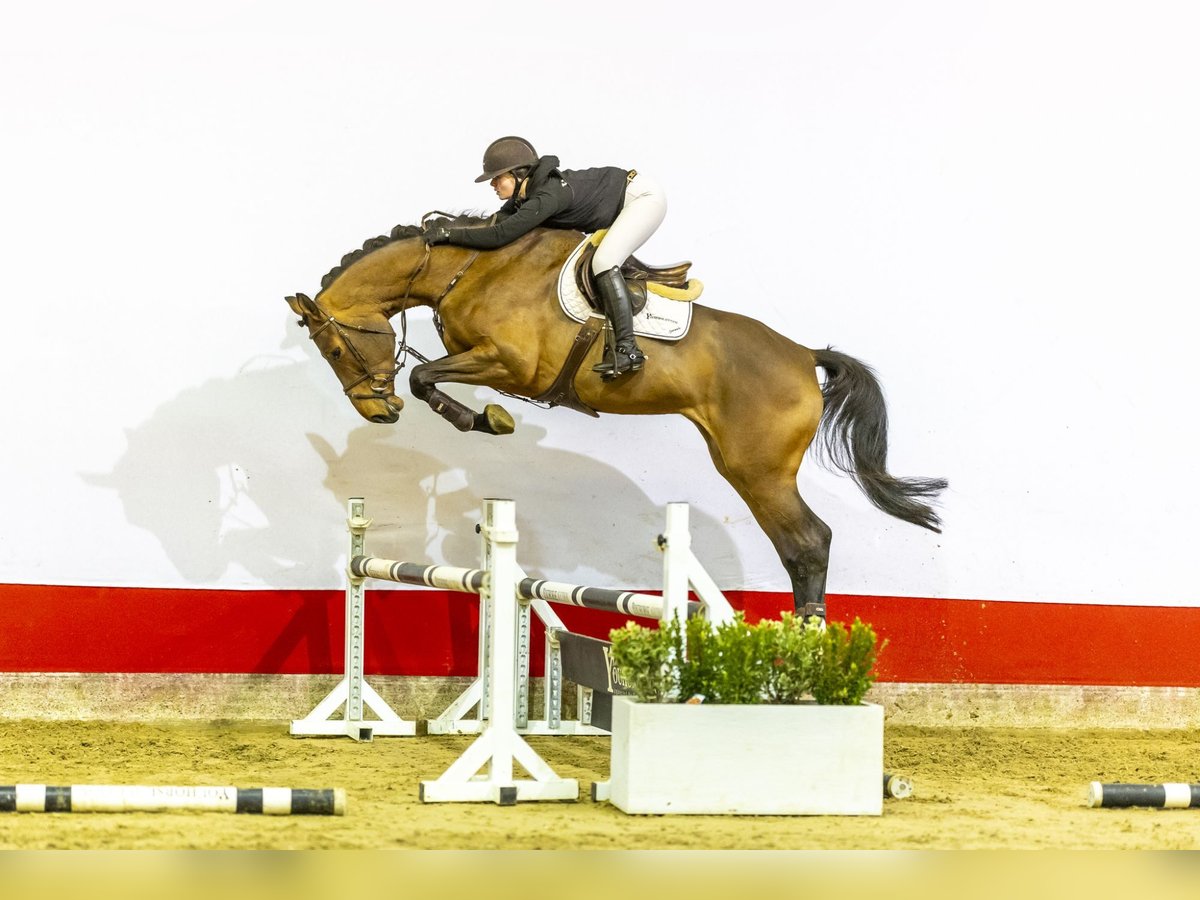 KWPN Stute 5 Jahre 178 cm Brauner in Waddinxveen