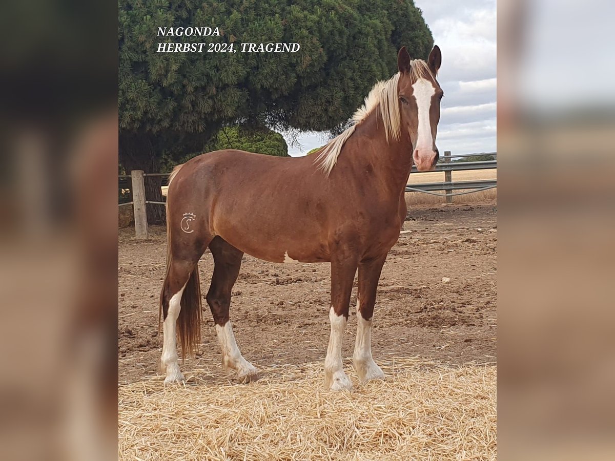 KWPN Stute 6 Jahre 157 cm Palomino in Chiclana de la Frontera