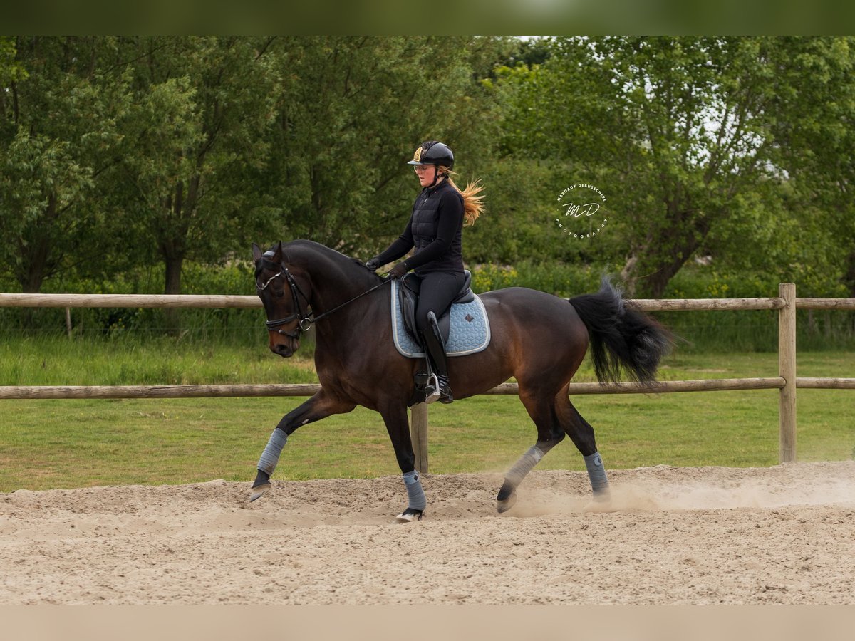 KWPN Stute 6 Jahre 160 cm Dunkelbrauner in Meetkerke