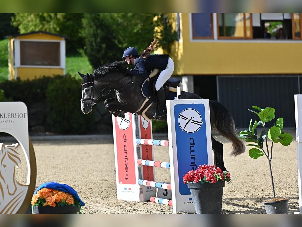 KWPN Stute 6 Jahre 160 cm Schimmel in Deutschlandsberg