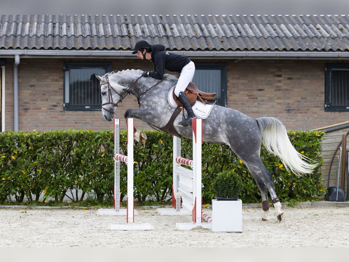 KWPN Stute 6 Jahre 161 cm Schimmel in Waddinxveen