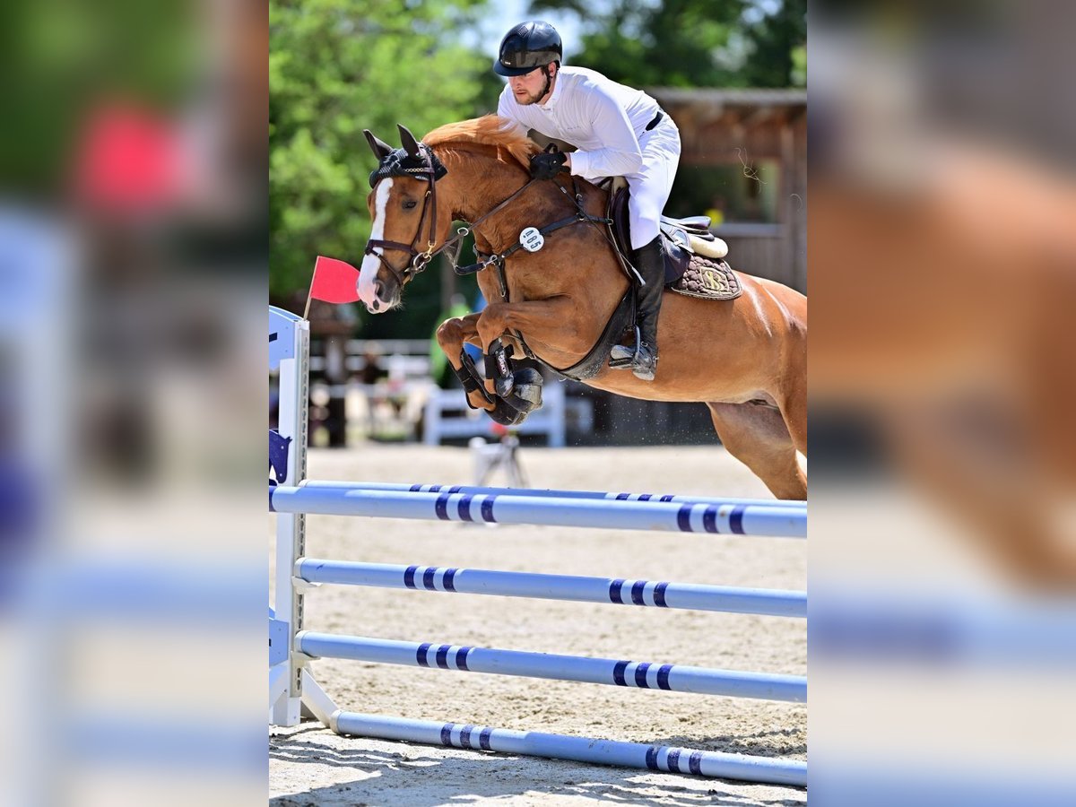KWPN Stute 6 Jahre 163 cm Fuchs in Lengdorf