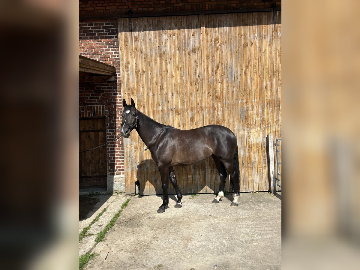 KWPN Stute 6 Jahre 163 cm Schwarzbrauner in Langenberg