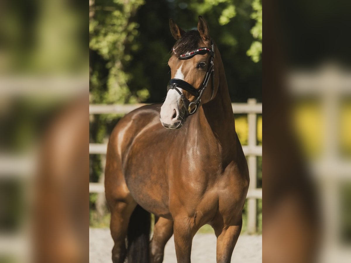 KWPN Stute 6 Jahre 164 cm Brauner in Feanwâlden