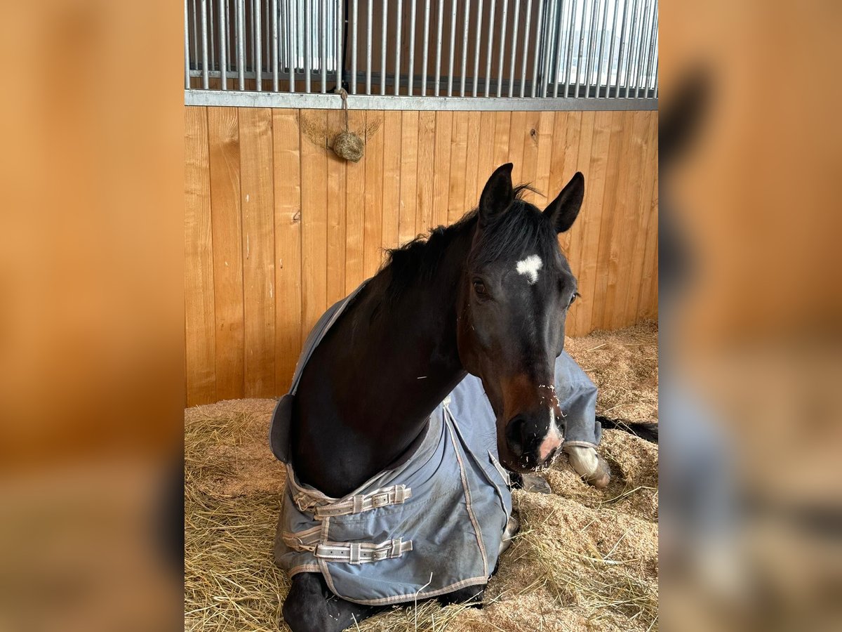 KWPN Stute 6 Jahre 165 cm Brauner in Ersigen