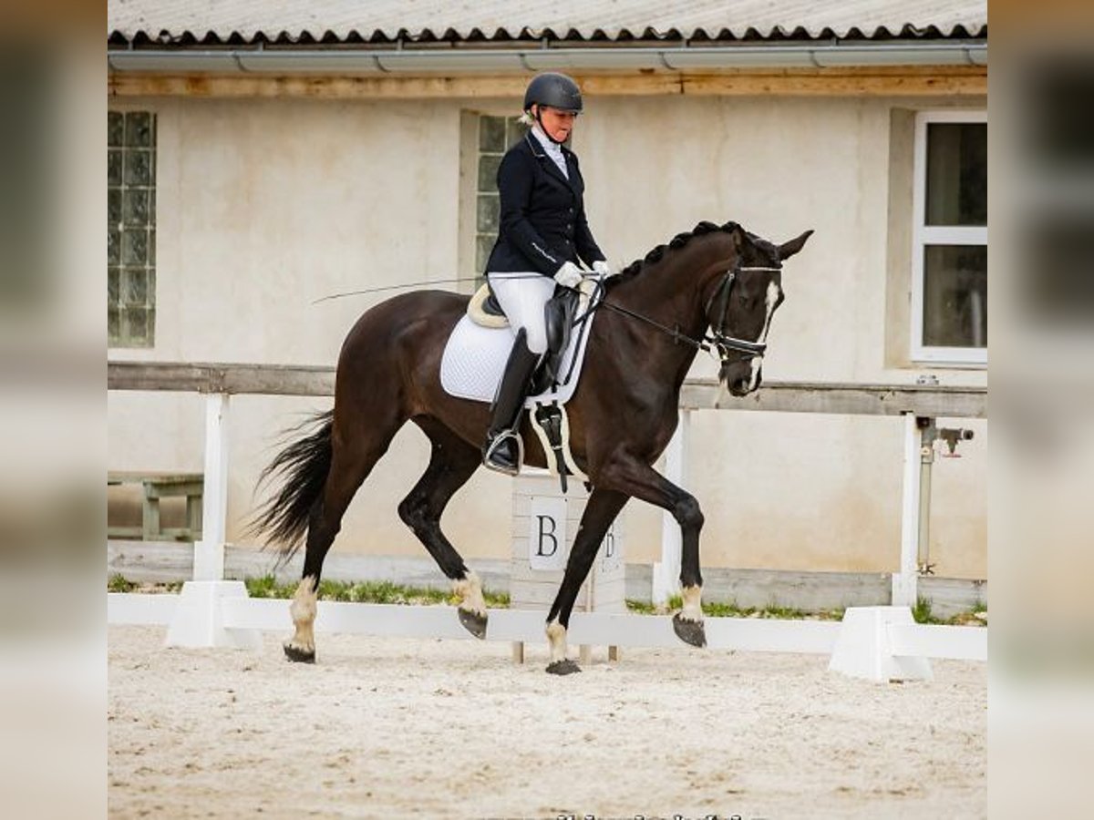 KWPN Stute 6 Jahre 165 cm Rappe in Havlickuv Brod