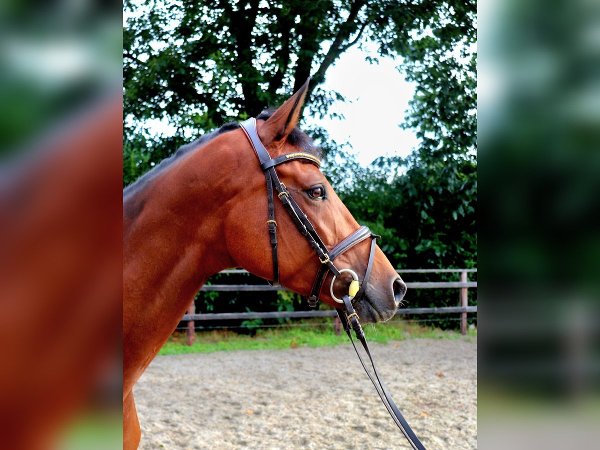 KWPN Stute 6 Jahre 166 cm Brauner in Meppen